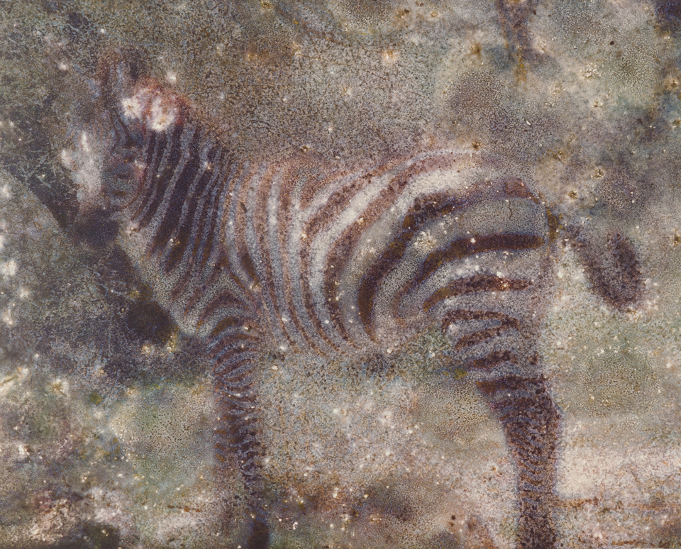 Achim Mohné: Zebra, from the series Mediamycology, 2000, Kulturstiftung Sachsen-Anhalt, Kunstmuseum Moritzburg Halle (Saale), photo: Kulturstiftung Sachsen-Anhalt © VG Bild-Kunst, Bonn 2023